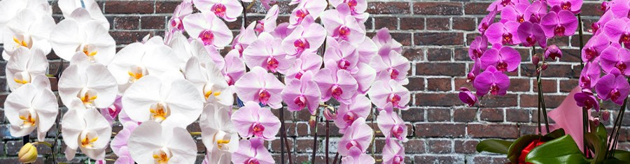 orchid-gardren.ikebukuro.img