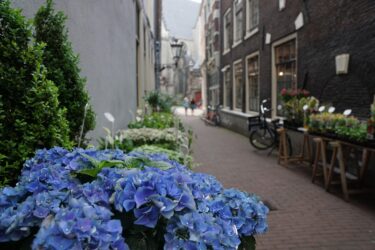 桜新町のおすすめの花屋